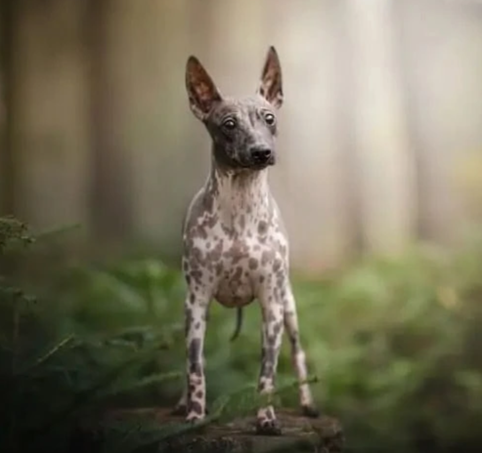 American Hairless Terrier